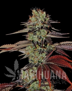 King’s Kush Autoflowering - GREEN HOUSE SEEDS