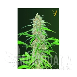 AK-47V - Victory Seeds