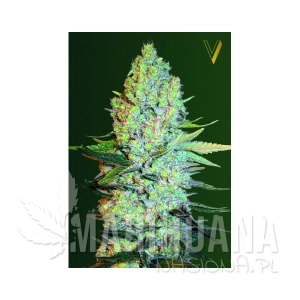 Amnesia - Victory Seeds