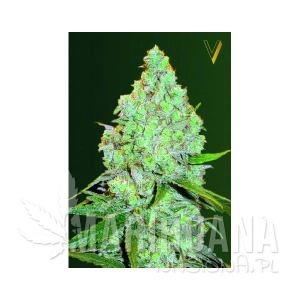 Auto Amnesia Haze - Victory Seeds