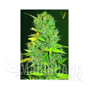 Auto Big Bud - Victory Seeds