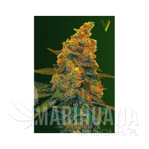 Auto Blue Dream - Victory Seeds
