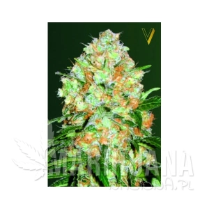 Auto Bubblegum+ - Victory Seeds