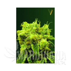 Blue Dream - Victory Seeds