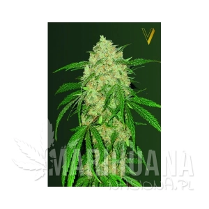 Bubblegum+ - Victory Seeds