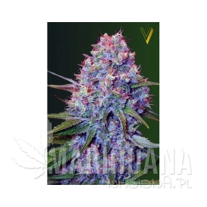 Caramelino - Victory Seeds