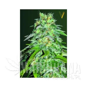 Cheese - Victory Seeds