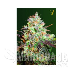Chocolope - Victory Seeds