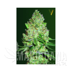 Chronic XXL - Victory Seeds