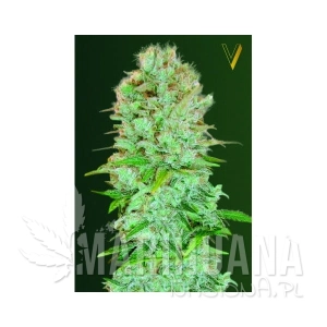 Critical - Victory Seeds