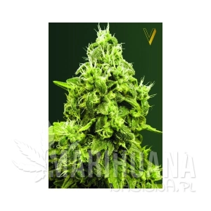 Jack Herer - Victory Seeds