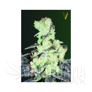 NYV Diesel - Victory Seeds