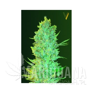 OG Kush - Victory Seeds