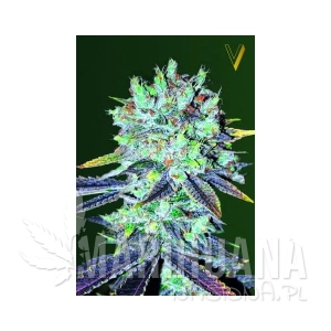 Original Blueberry - Victory Seeds