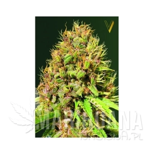 Super Mazar - Victory Seeds