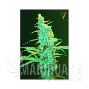 Ultra Power Plant - Victory Seeds
