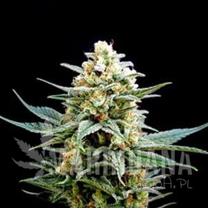 CRITICAL - Biological Seeds