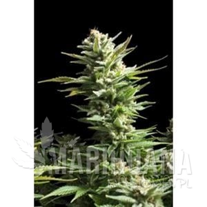 AMNESIA - Biological Seeds