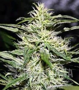 JACK HERER - Biological Seeds