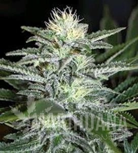 WHITE WIDOW - Biological Seeds