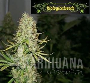 Auto Amnesia - Biological Seeds