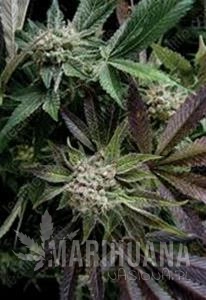 Auto Blue - Biological Seeds