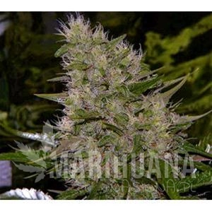 Auto Critical - Biological Seeds