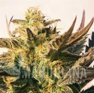 AUTO LADY BUG - Biological Seeds