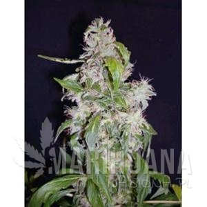Auto Maxi - Biological Seeds