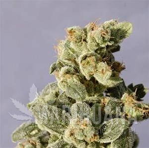 Auto Northern Light - Biological Seeds
