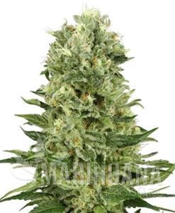 Skunk Automatic - Biological Seeds