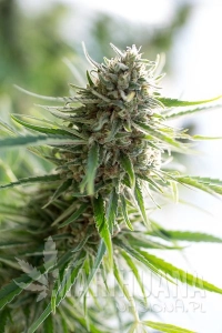 CBD Critical Mass - CBD CREW