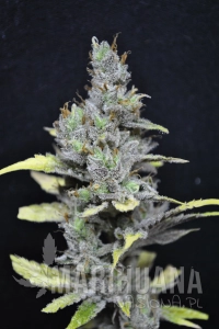 CBD Mango Haze - CBD CREW