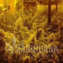 CBD Mix - CBD CREW