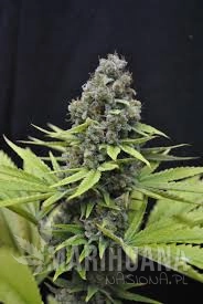 CBD Shark - CBD CREW