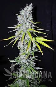 CBD Skunk Haze - CBD CREW