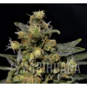 A-K - CBD Seeds