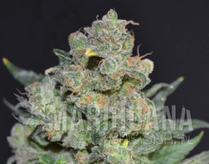 Cheese - CBD Seeds