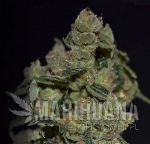 Diesel - CBD Seeds