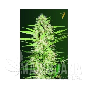 Auto Cheese - Victory Seeds