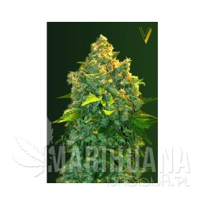 Auto Chronic XXL - Victory Seeds