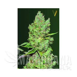 Auto Critical - Victory Seeds