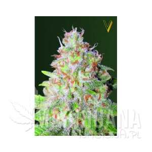 Auto Great White Shark - Victory Seeds