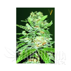 Auto Jack Herer - Victory Seeds