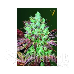Auto NYV Diesel - Victory Seeds