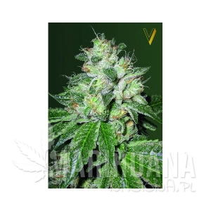 Auto OG Kush - Victory Seeds