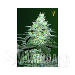 Auto Original Blueberry - Victory Seeds