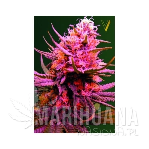 Auto Somango - Victory Seeds