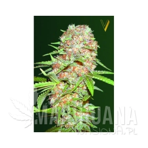 Auto Super Skunk - Victory Seeds