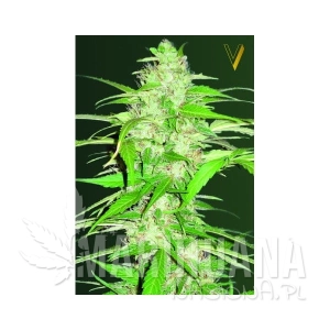 Auto Ultra Power Plant - Victory Seeds